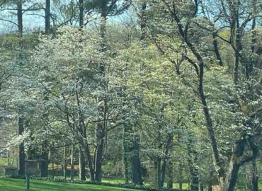 Dogwoods are starting to burst out all over Lakemoor Hills. (File photo by Betsy Pickle)