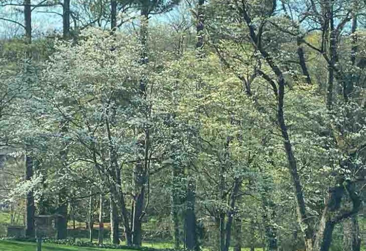 Dogwoods are starting to burst out all over Lakemoor Hills. (File photo by Betsy Pickle)